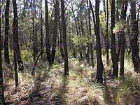 Dry Sclerophyll Forest shrub/grass subformation