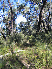Dry Sclerophyll Forest shrub subformation