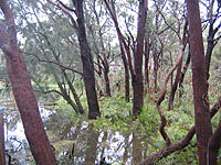 Forested Wetland