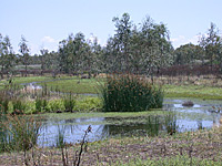Freshwater Wetland