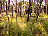 Grassy Woodland