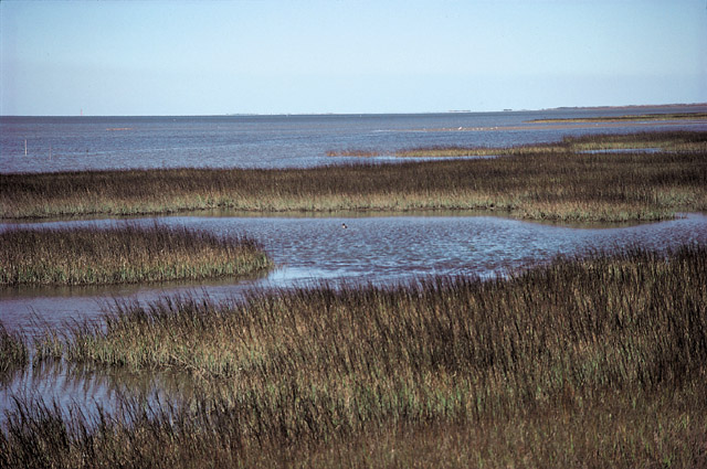 Saline Wetland