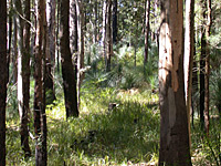 Wet Sclerophyll Forest (grassy sub formation)
